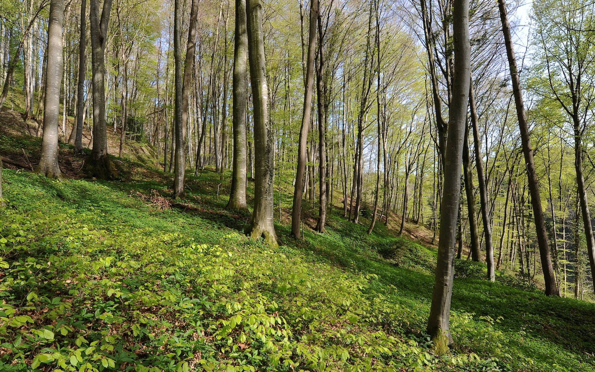 Gitzitobel - Foto: Niklaus Troxler