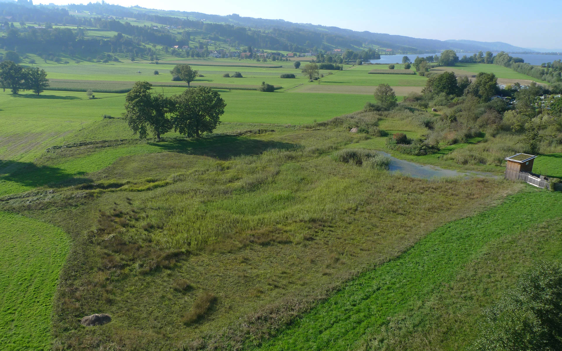 Ronfeld - Foto: Niklaus Troxler