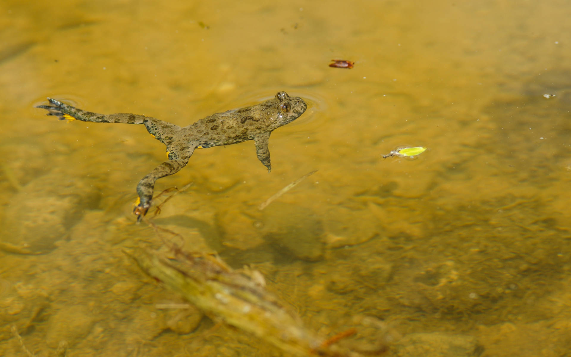 Gelbbauchunke - Foto: Samuel Ehrenbold