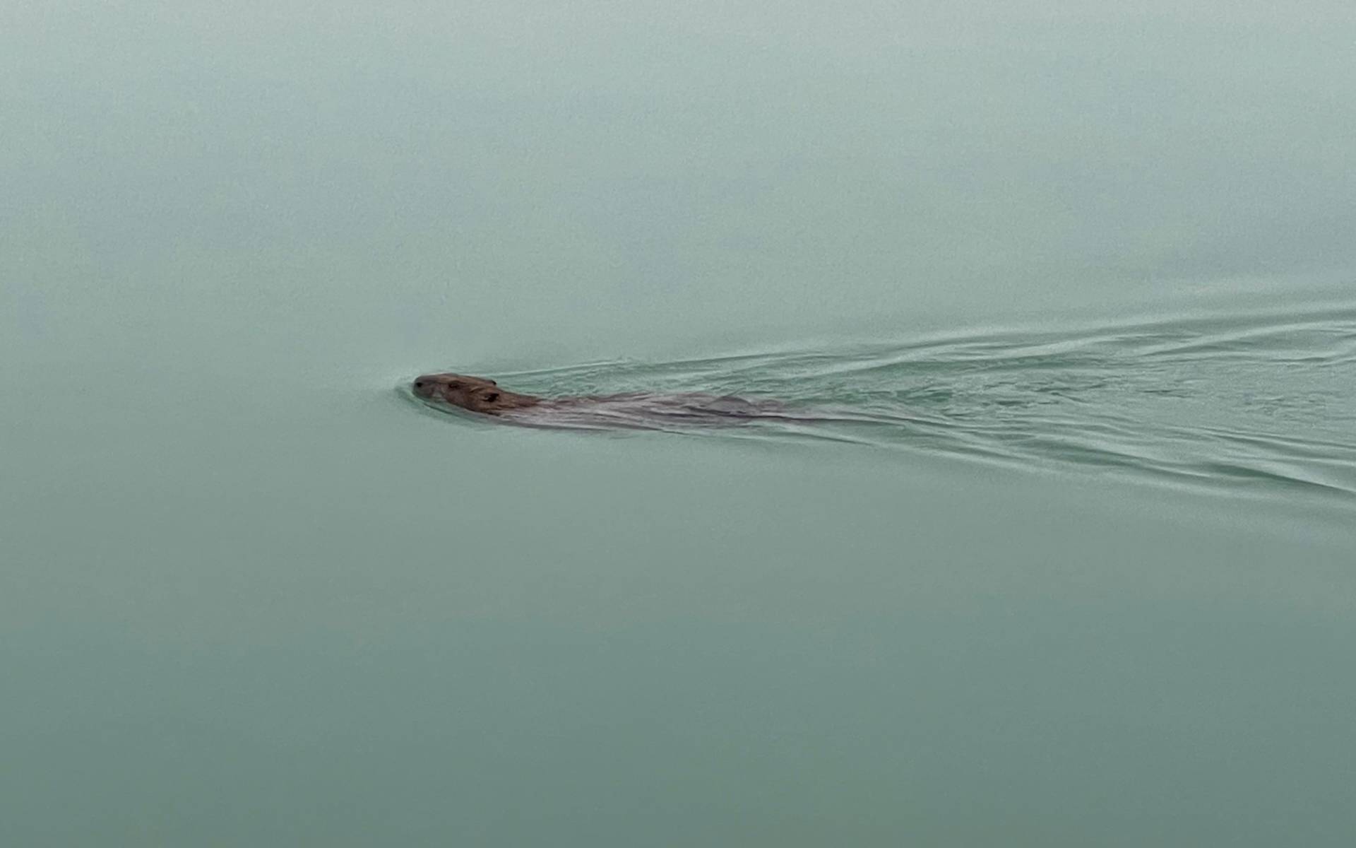 Biber im Hallwilersee - Foto: Ernst Spychiger