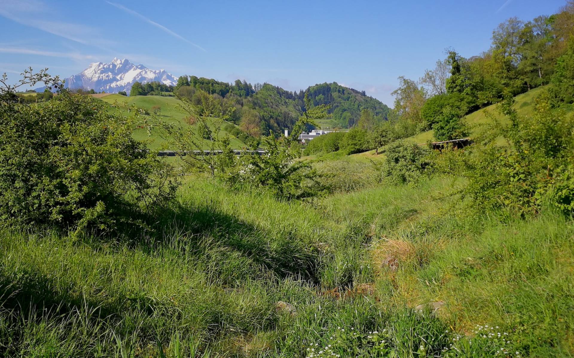 Lettenbach Adligenswil - Foto: Samuel Ehrenbold