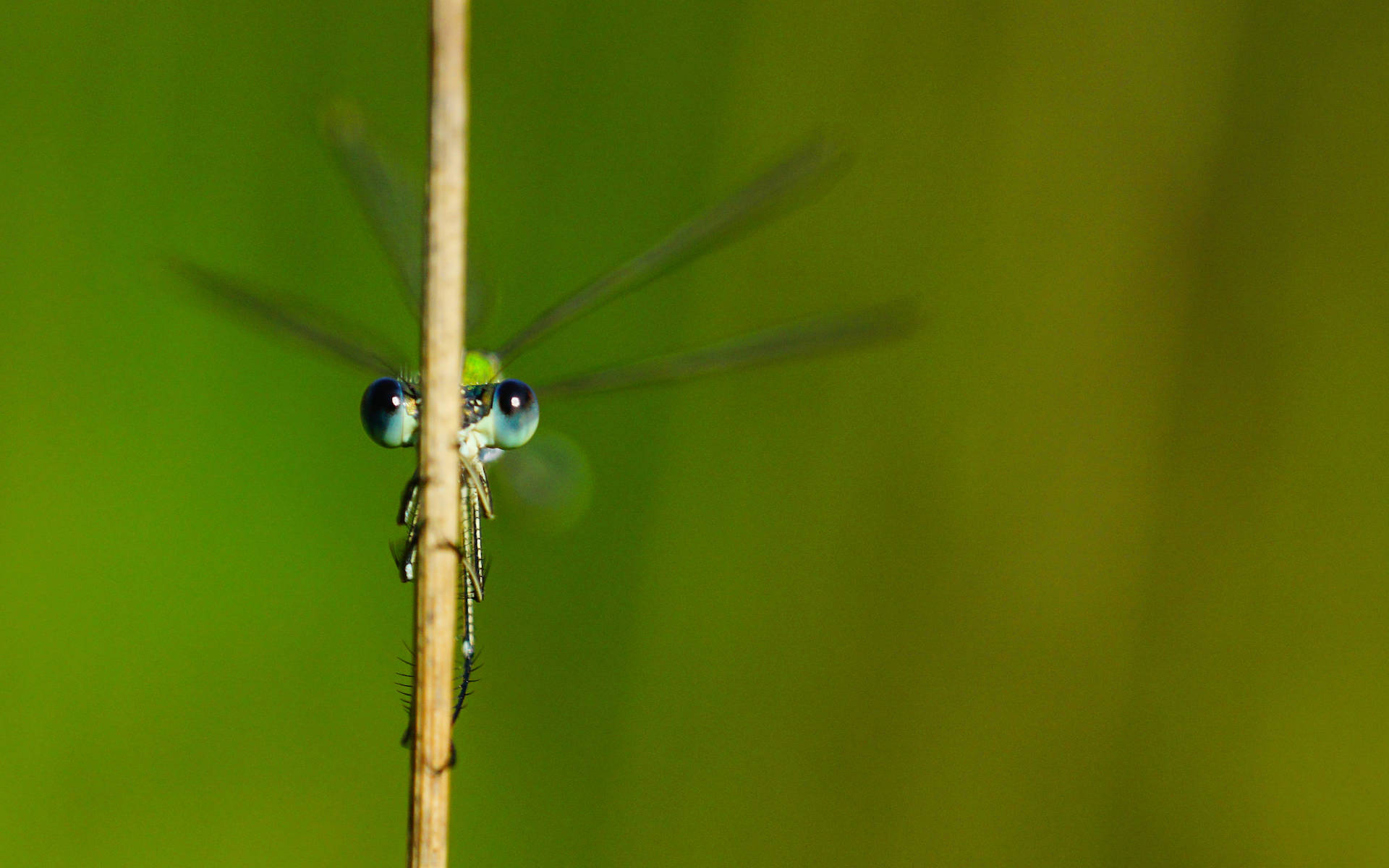 Kleine Binsenjungfer - Foto: Samuel Ehrenbold