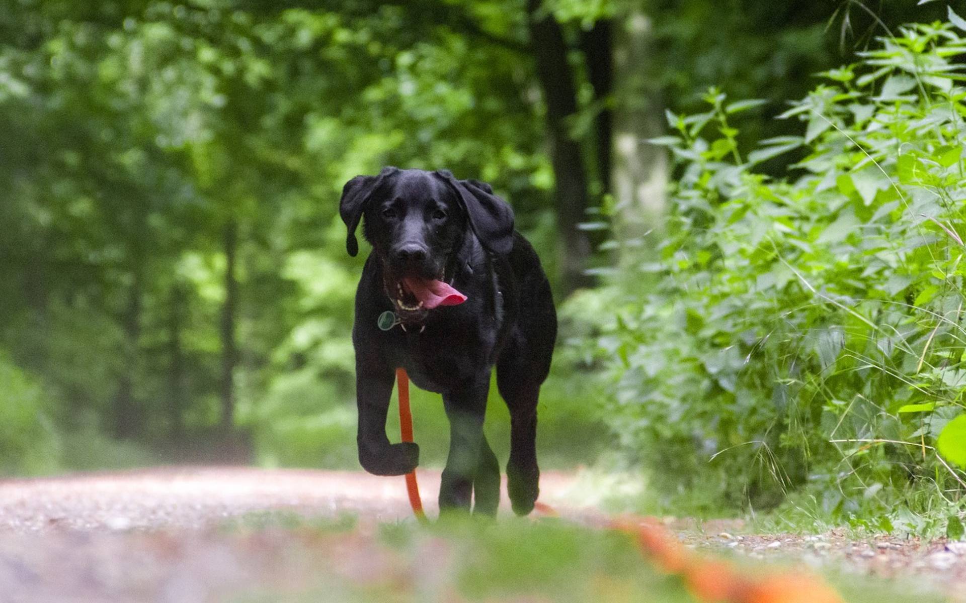 Hund an der Leine - Foto: pixabay
