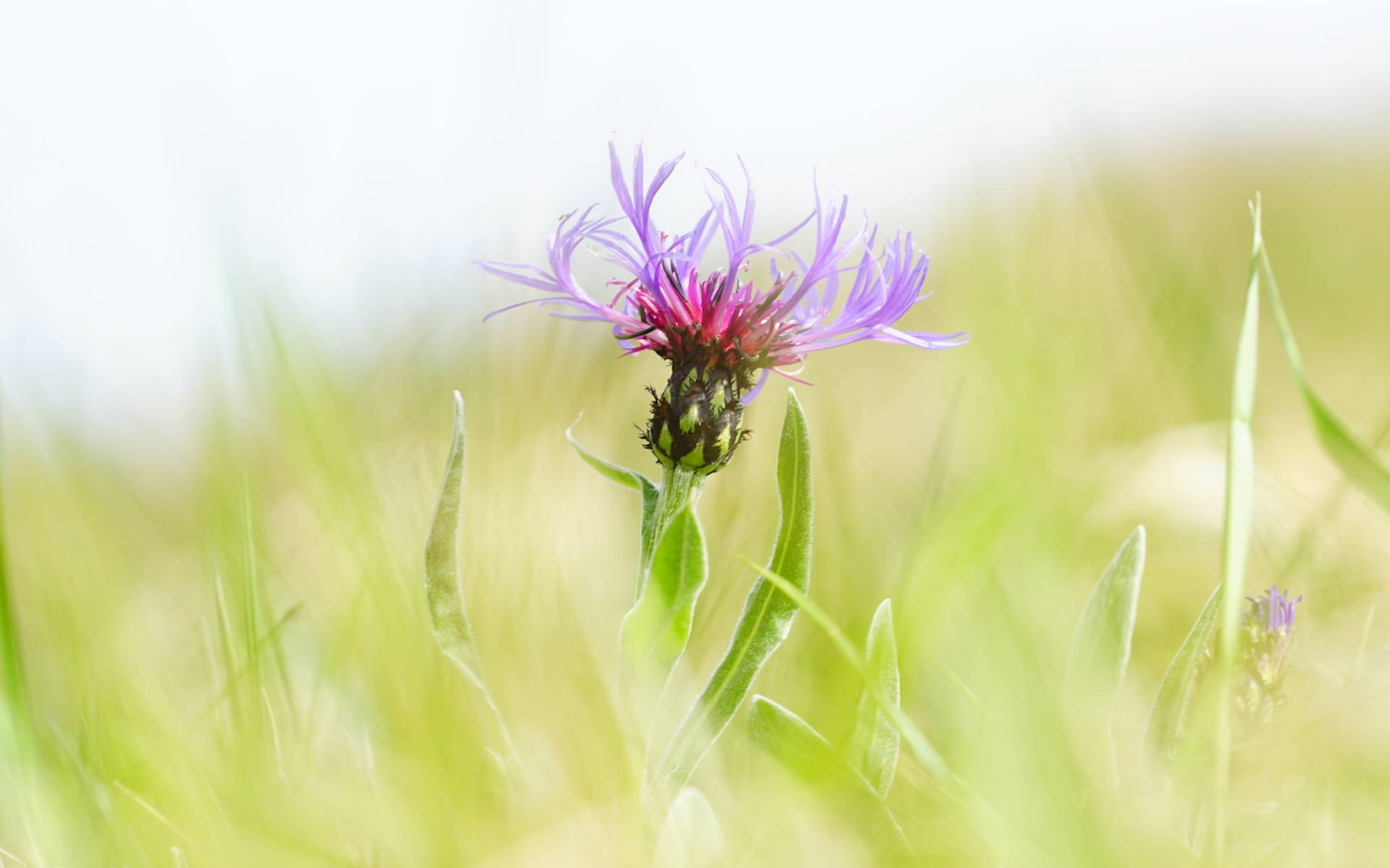 Bergflockenblume - Foto: Samuel Ehrenbold