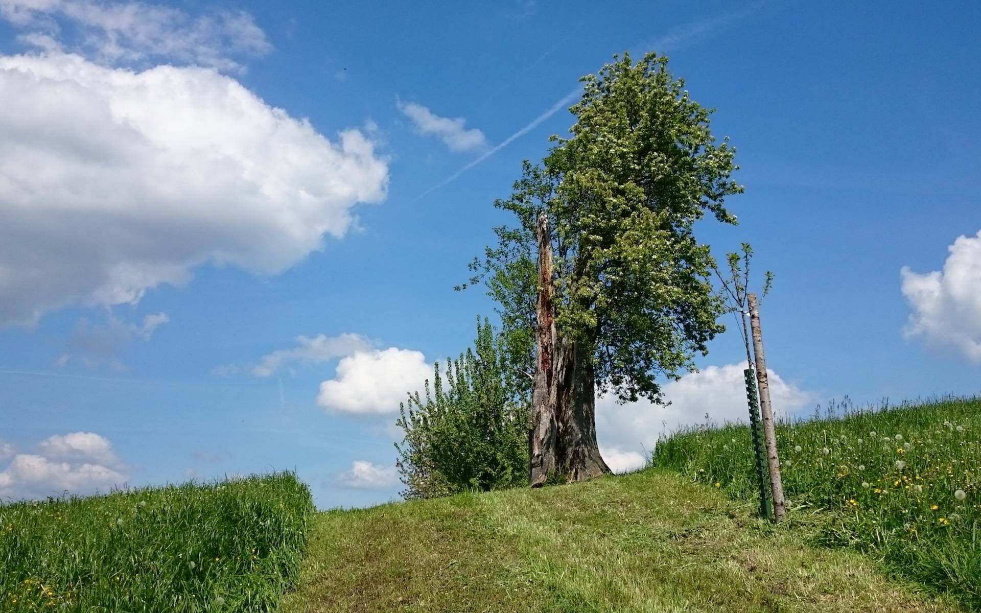 Baumpflanzungen - heute schon für morgen pflanzen