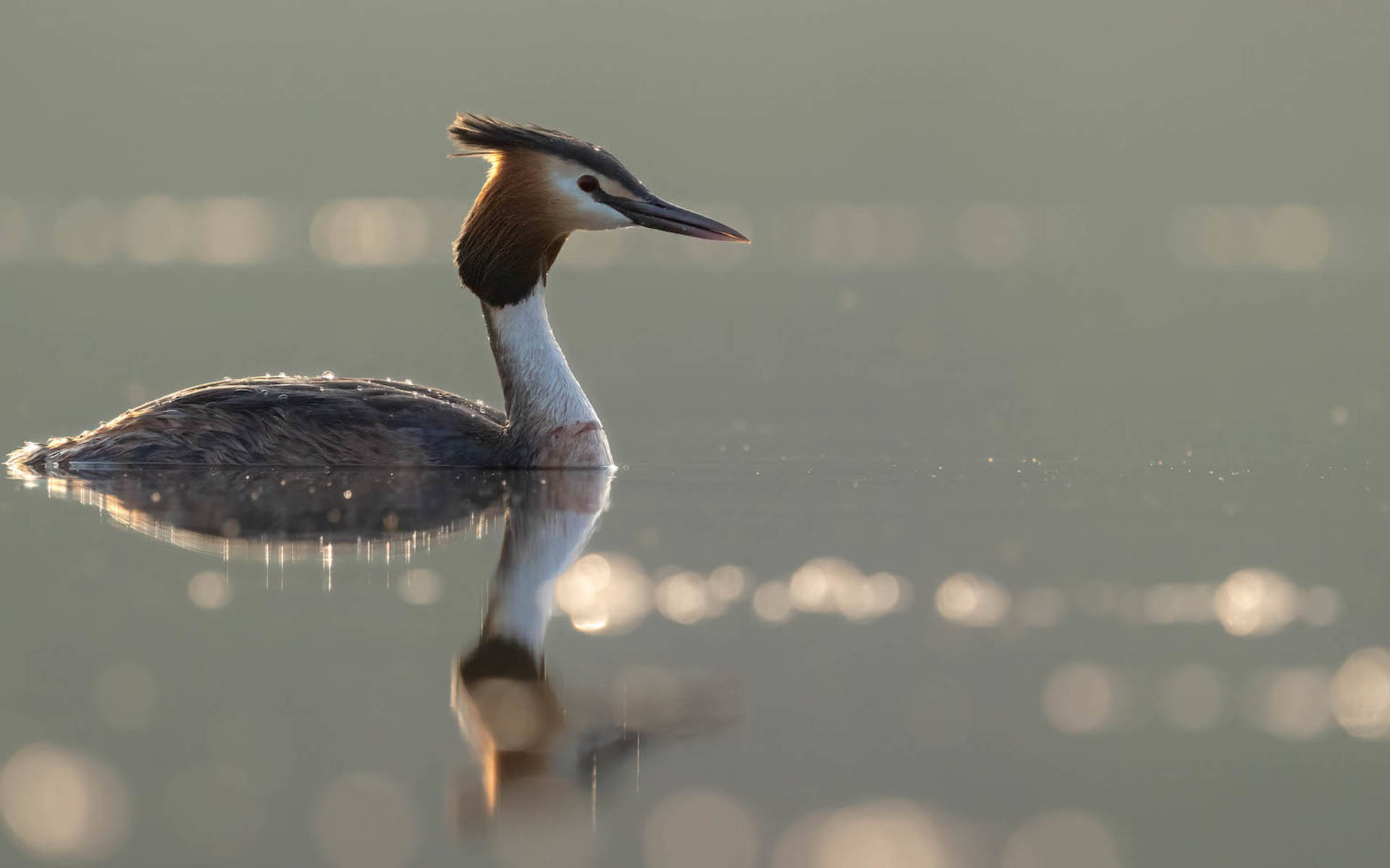 Haubentaucher auf dem Baldeggersee. Foto: Christian Lötscher