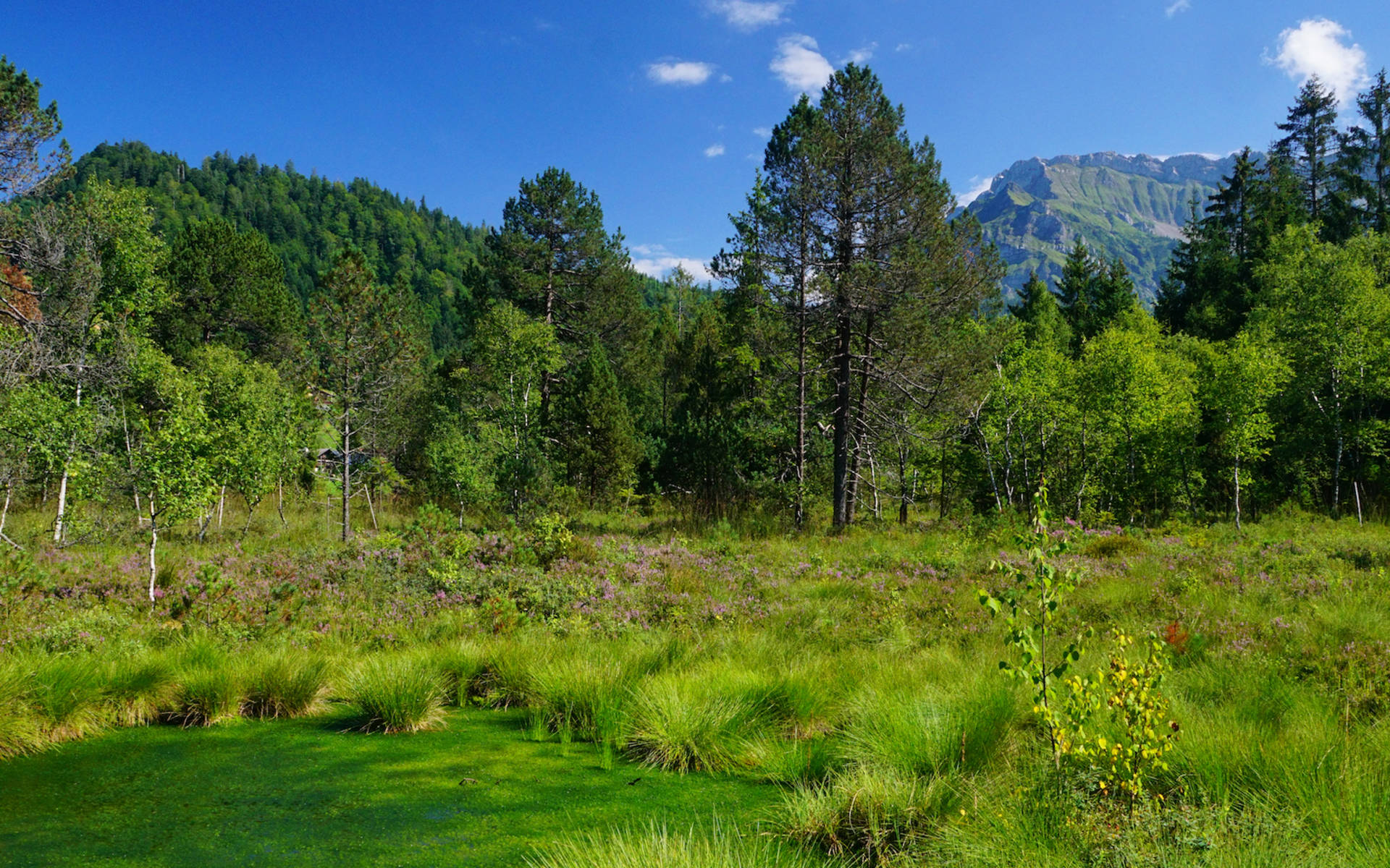 Foremoos Eigenthal. Foto: Samuel Ehrenbold