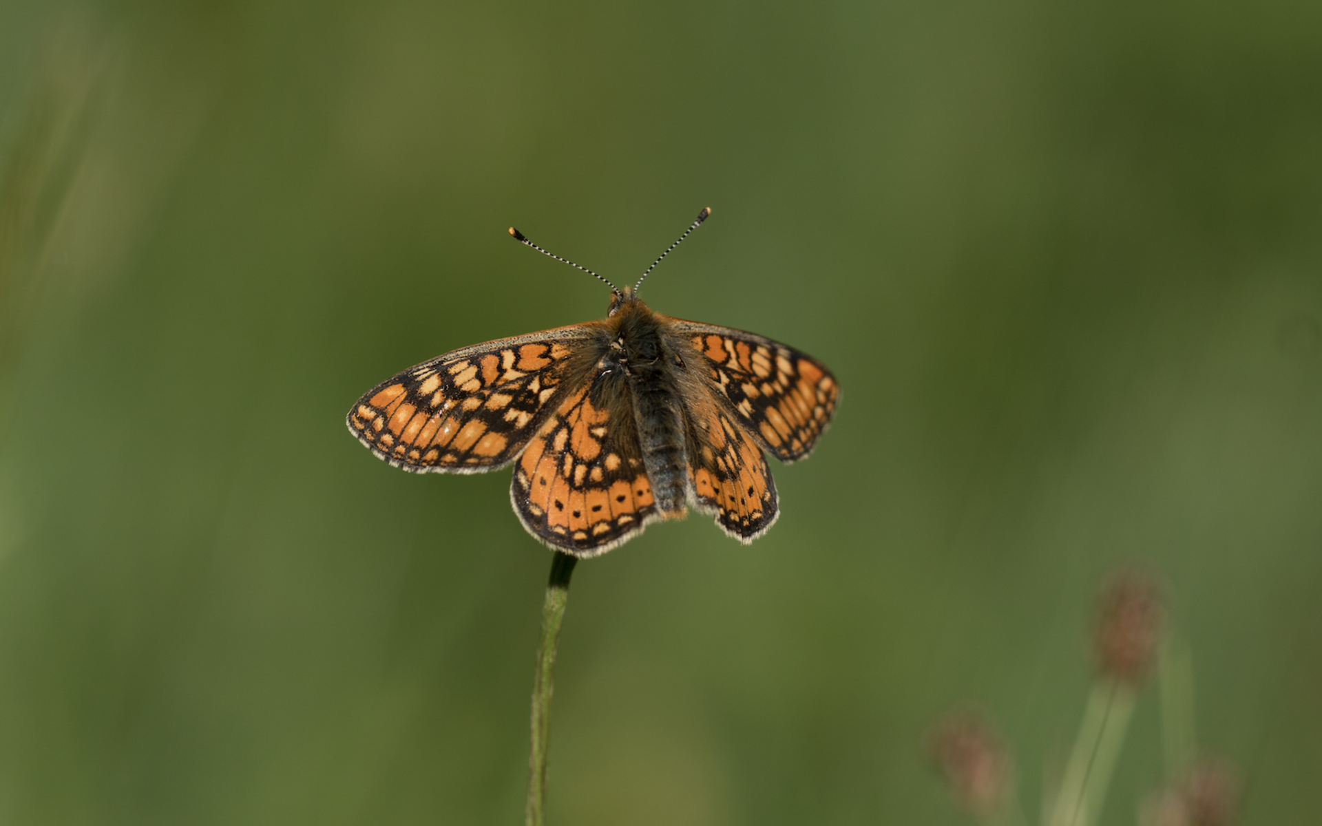 Goldscheckenfalter. Foto: Samuel Ehrenbold