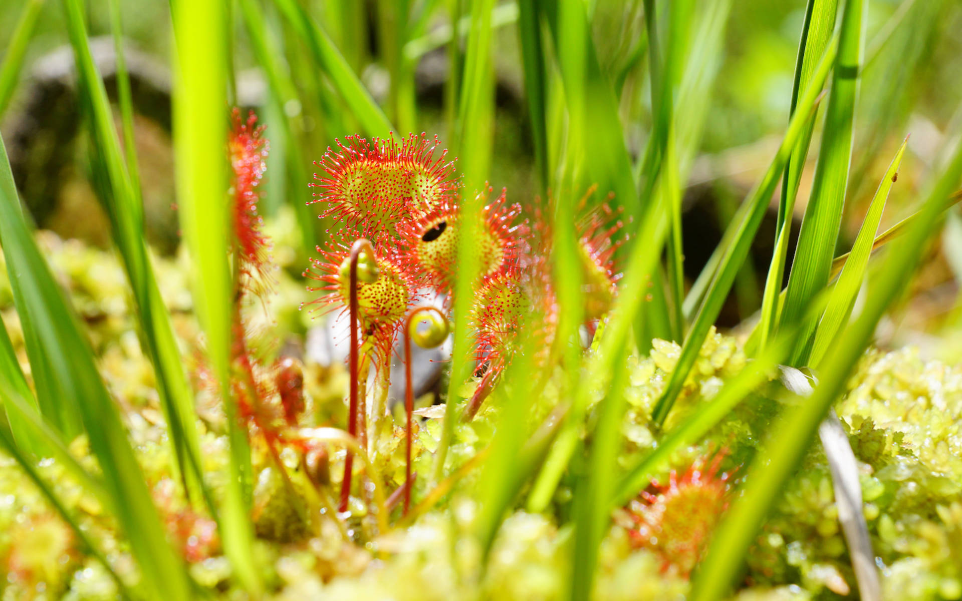 Rundblättriger Sonnentau, Foremoos. Foto: Samuel Ehrenbold