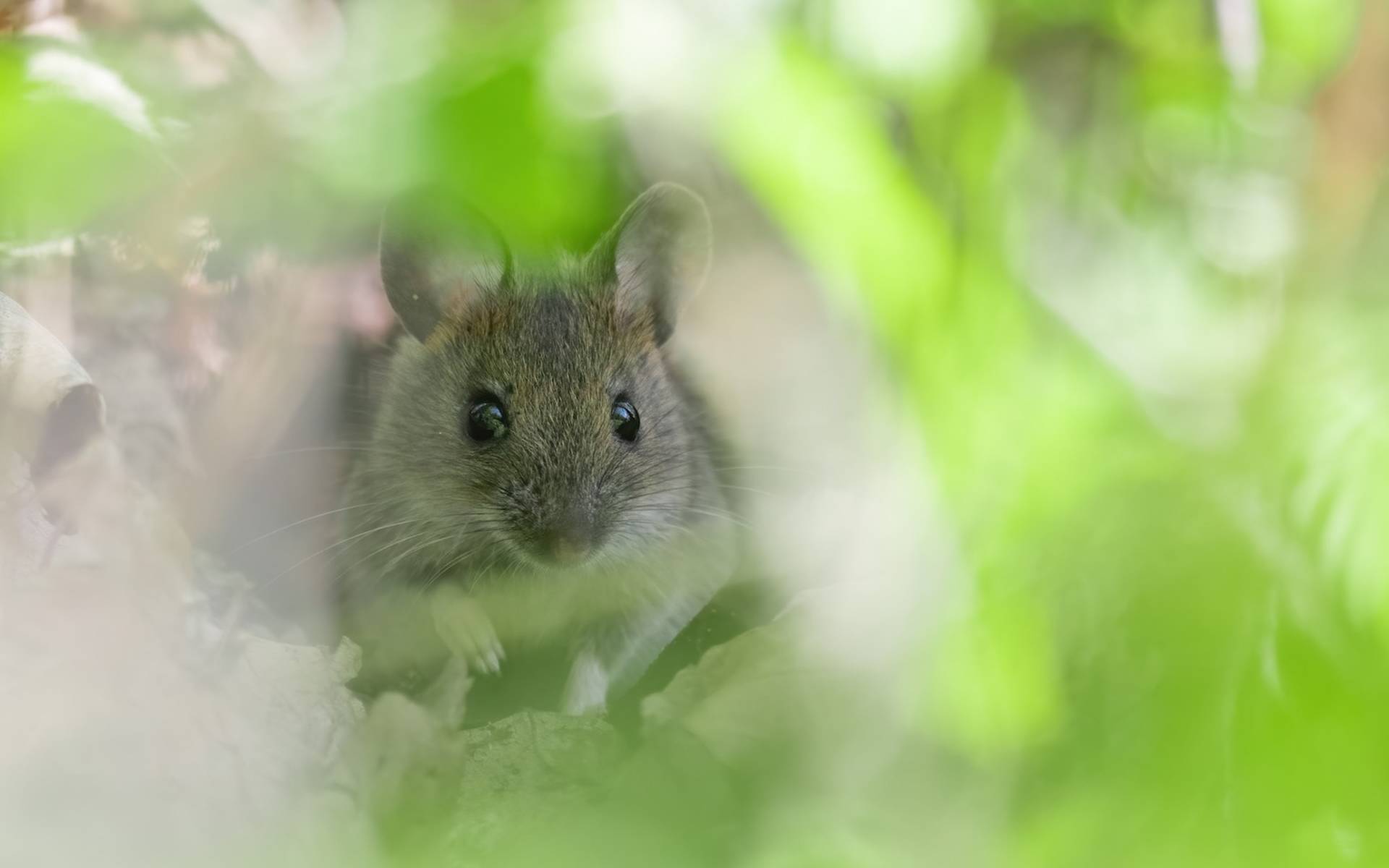 Maus. Foto: Roman Bühler