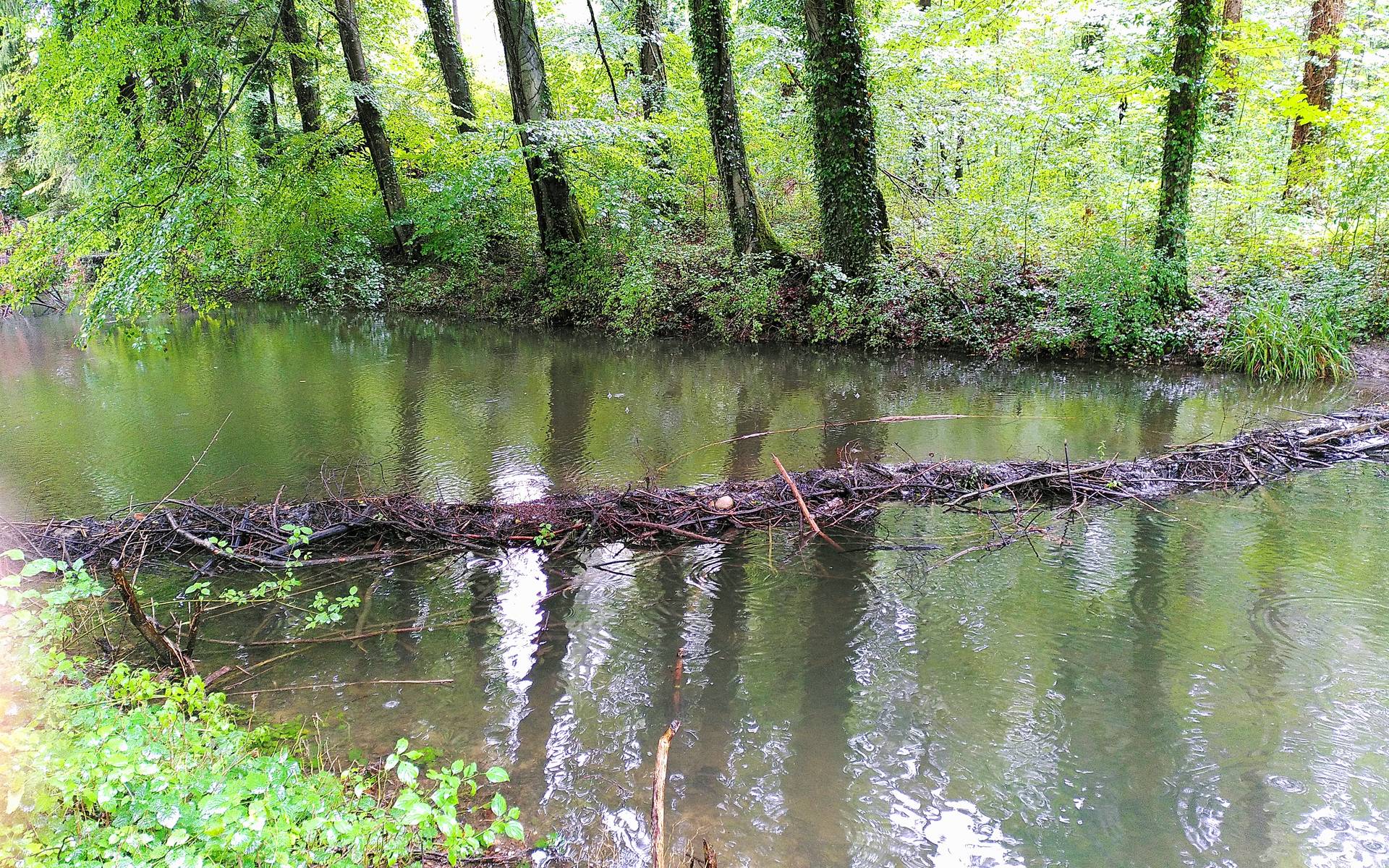 Biberdamm bei Buchrain
