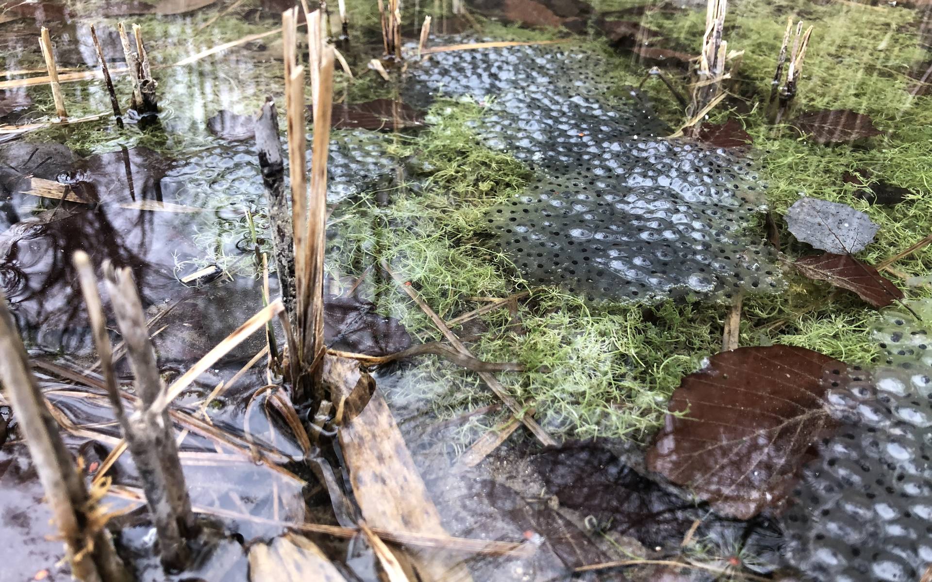 Froschlaiche
