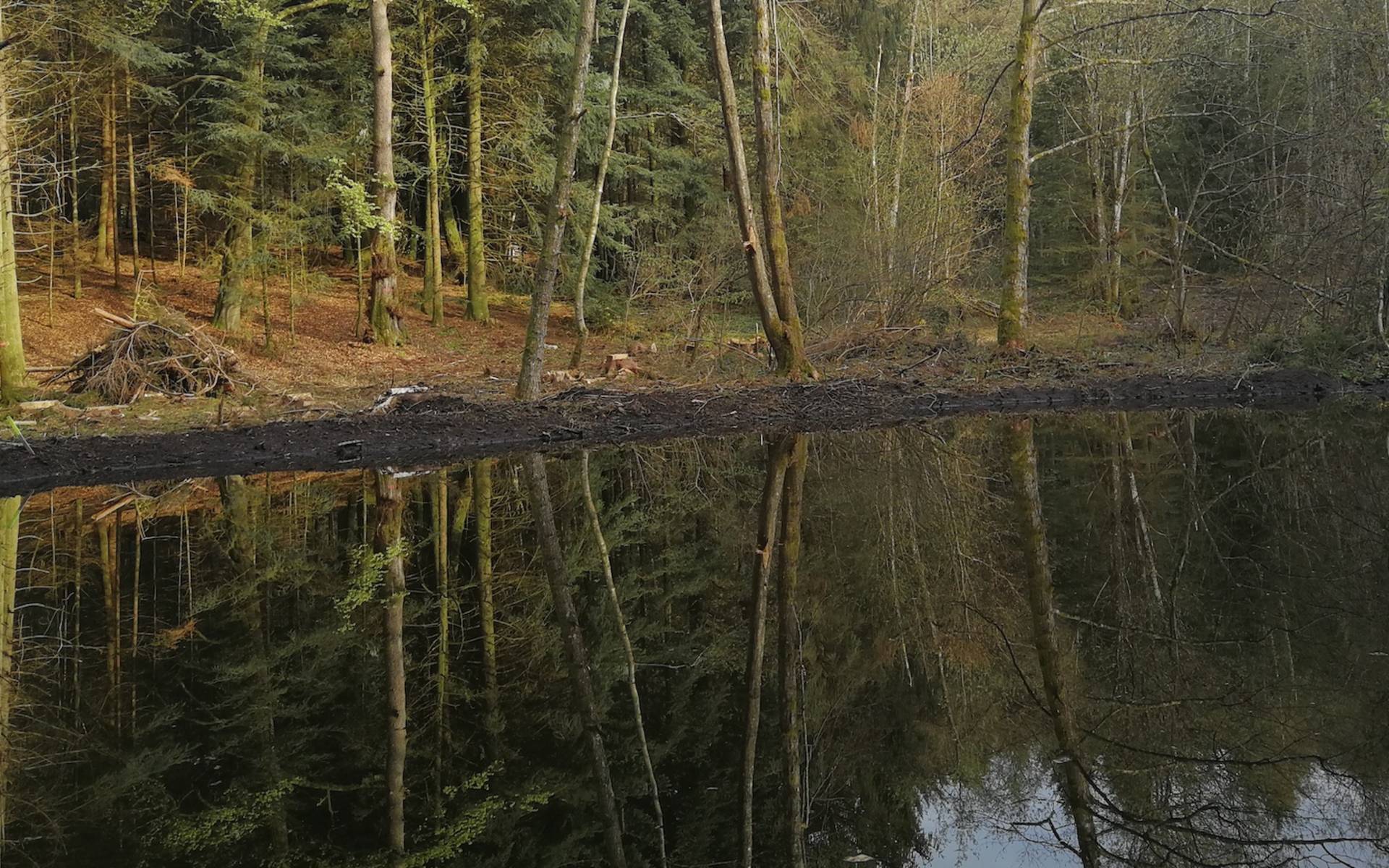 Bannwald. Foto: Samuel Ehrenbold