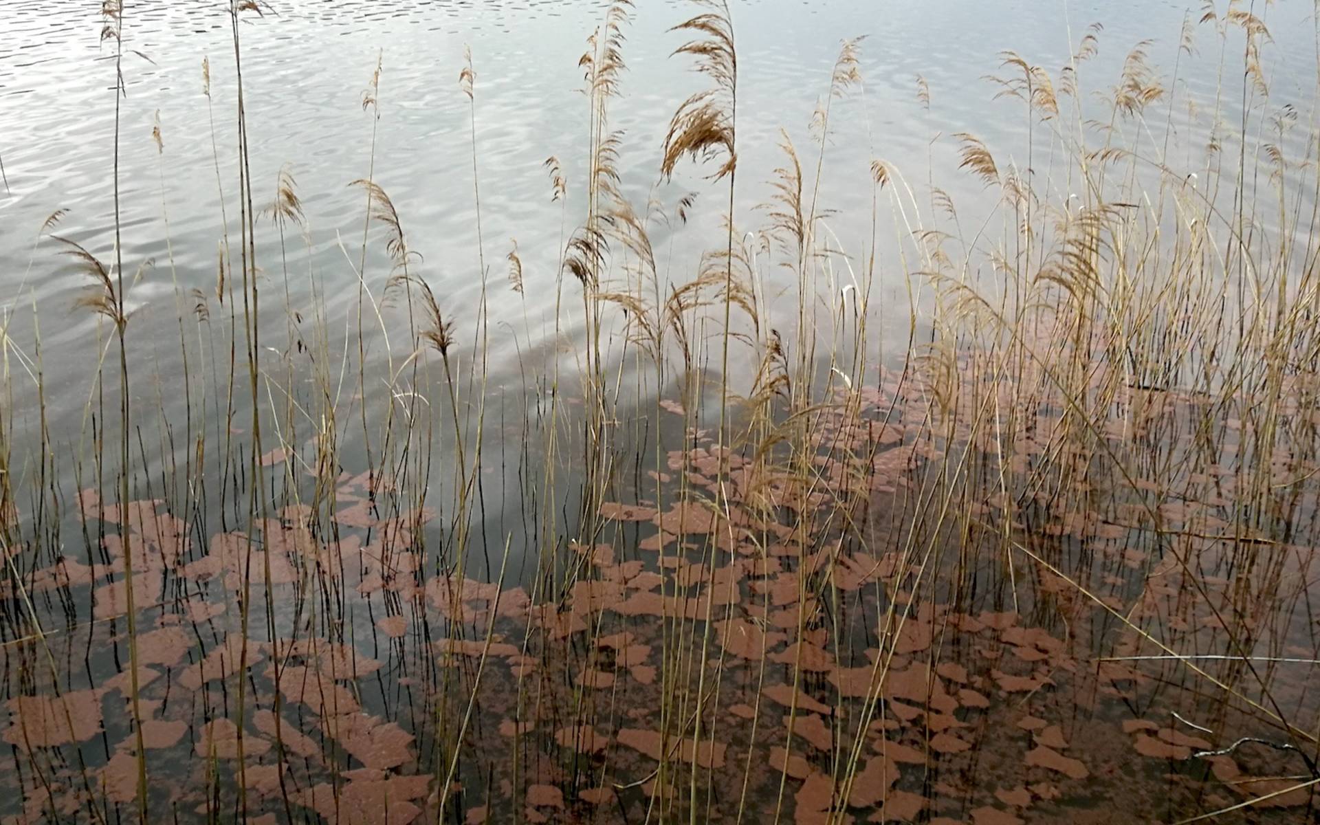 Burgunderblutalgen im Baldeggersee. Foto: Samuel Ehrenbold