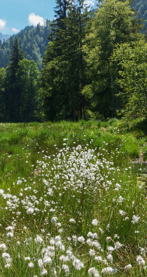 Foremoos Eigenthal - Foto: Samuel Ehrenbold