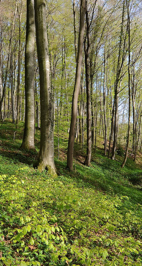 Gitzitobel - Foto: Niklaus Troxler