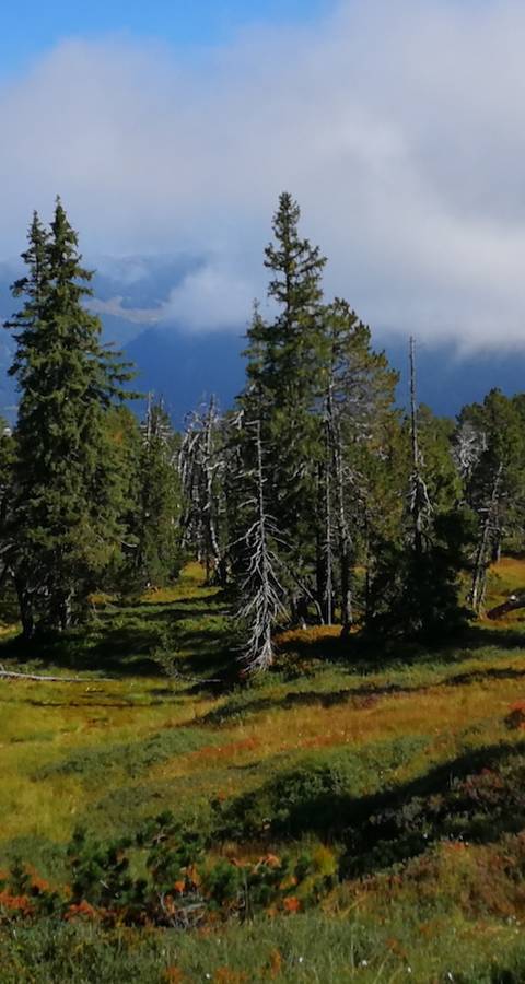 Haglere