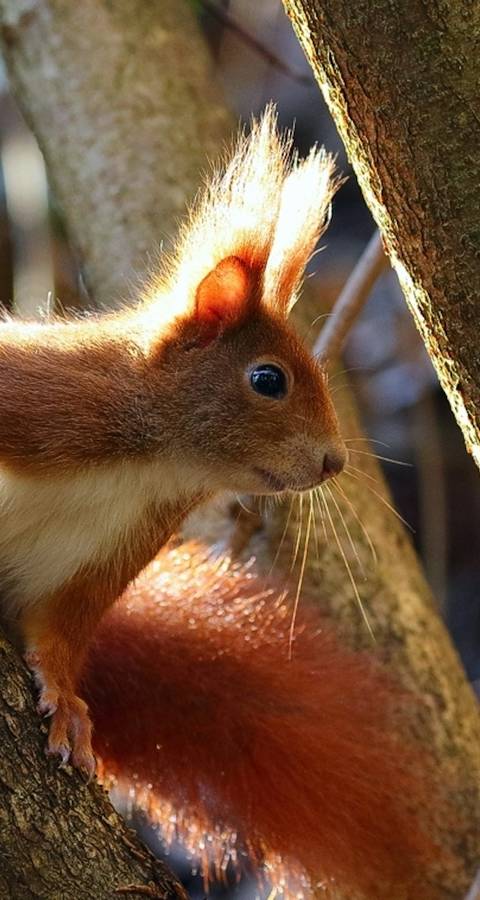 Eichhörnchen - Foto: Marcus Bohler/wildenachbarn.ch