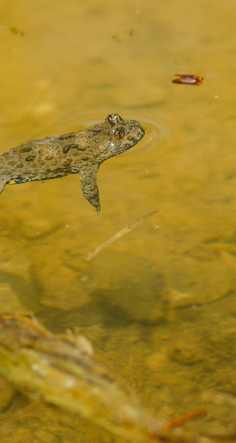 Gelbbauchunke - Foto: Samuel Ehrenbold