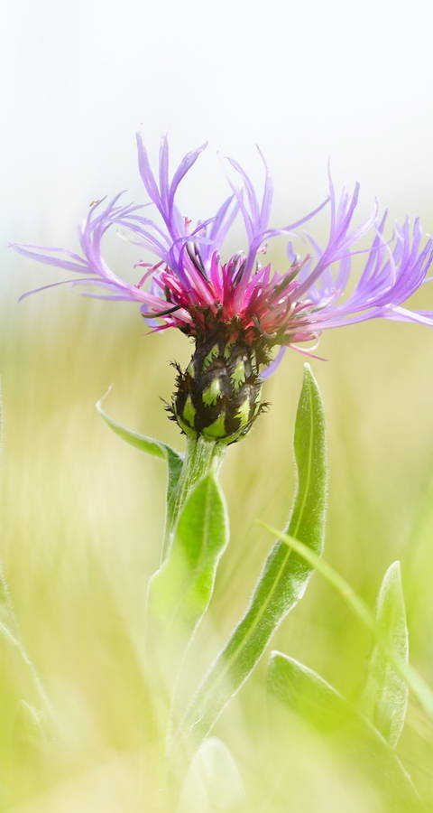 Bergflockenblume - Foto: Samuel Ehrenbold
