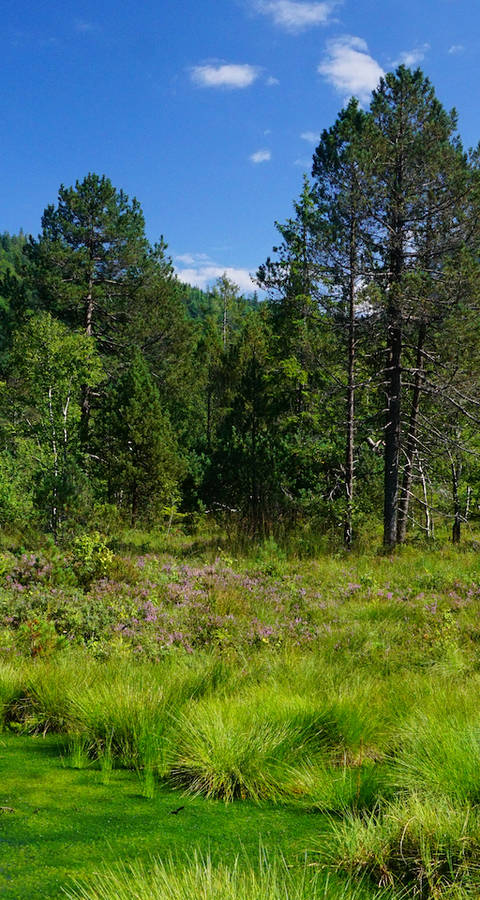 Foremoos Eigenthal. Foto: Samuel Ehrenbold