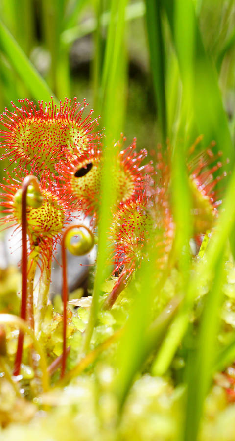 Rundblättriger Sonnentau, Foremoos. Foto: Samuel Ehrenbold