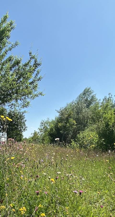 Hochstammobstbäume und bunte Blumenwiese. Foto: Roger Hodel