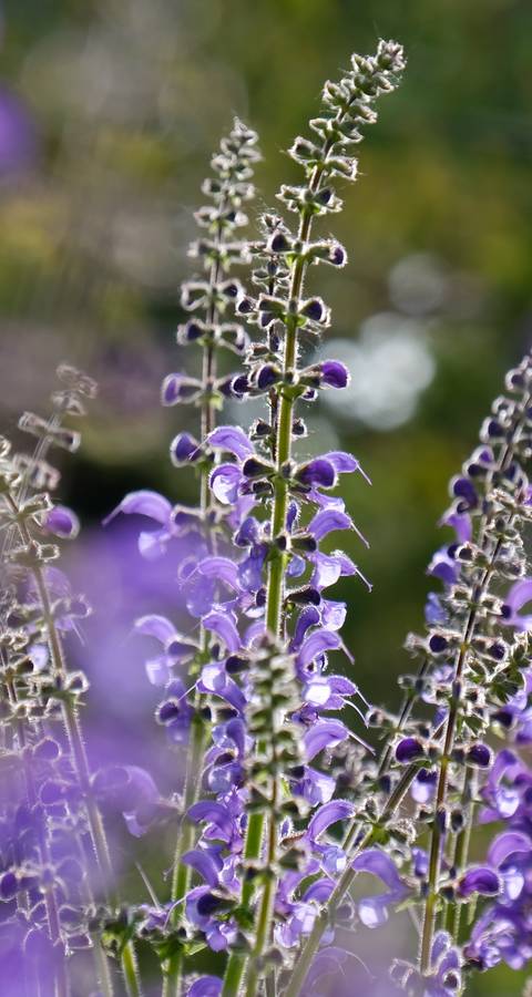 Wiesensalbei