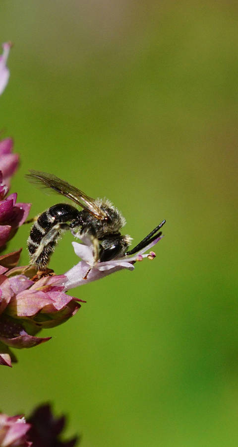Wildbiene Lasioglossum sp. Foto: Samuel Ehrenbold