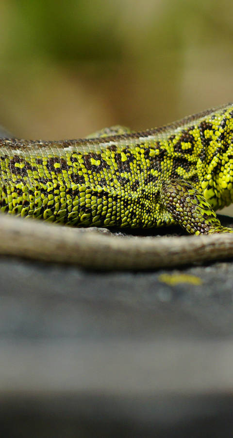 Zauneidechse. Foto: Samuel Ehrenbold