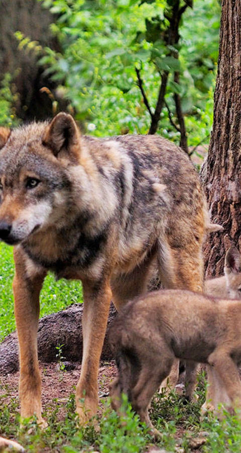 Headerbild Wolfsfamilie