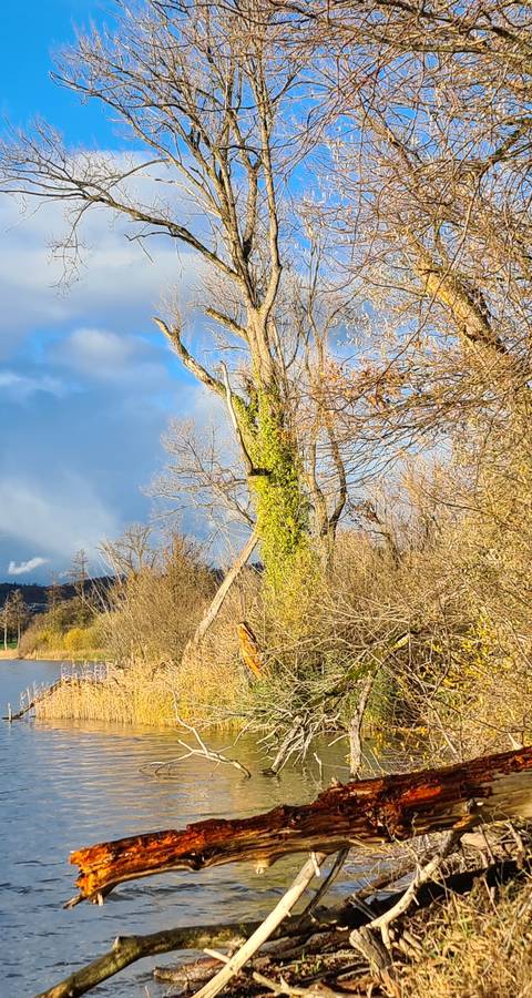 Naturbelassene und strukturreiche Ufer sind das Aushängeschild des Schutzgebiets Baldeggersee.  Foto: Patricia Burri
