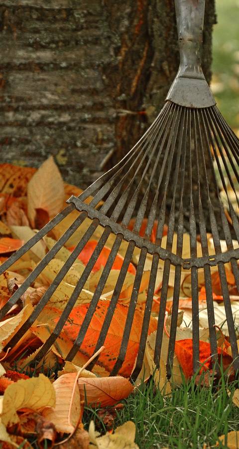 Laub im Herbst