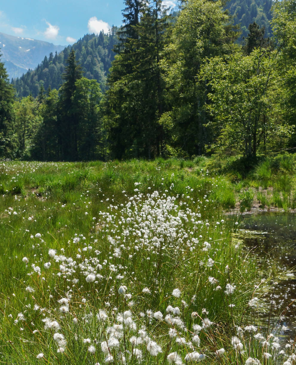 Foremoos Eigenthal - Foto: Samuel Ehrenbold