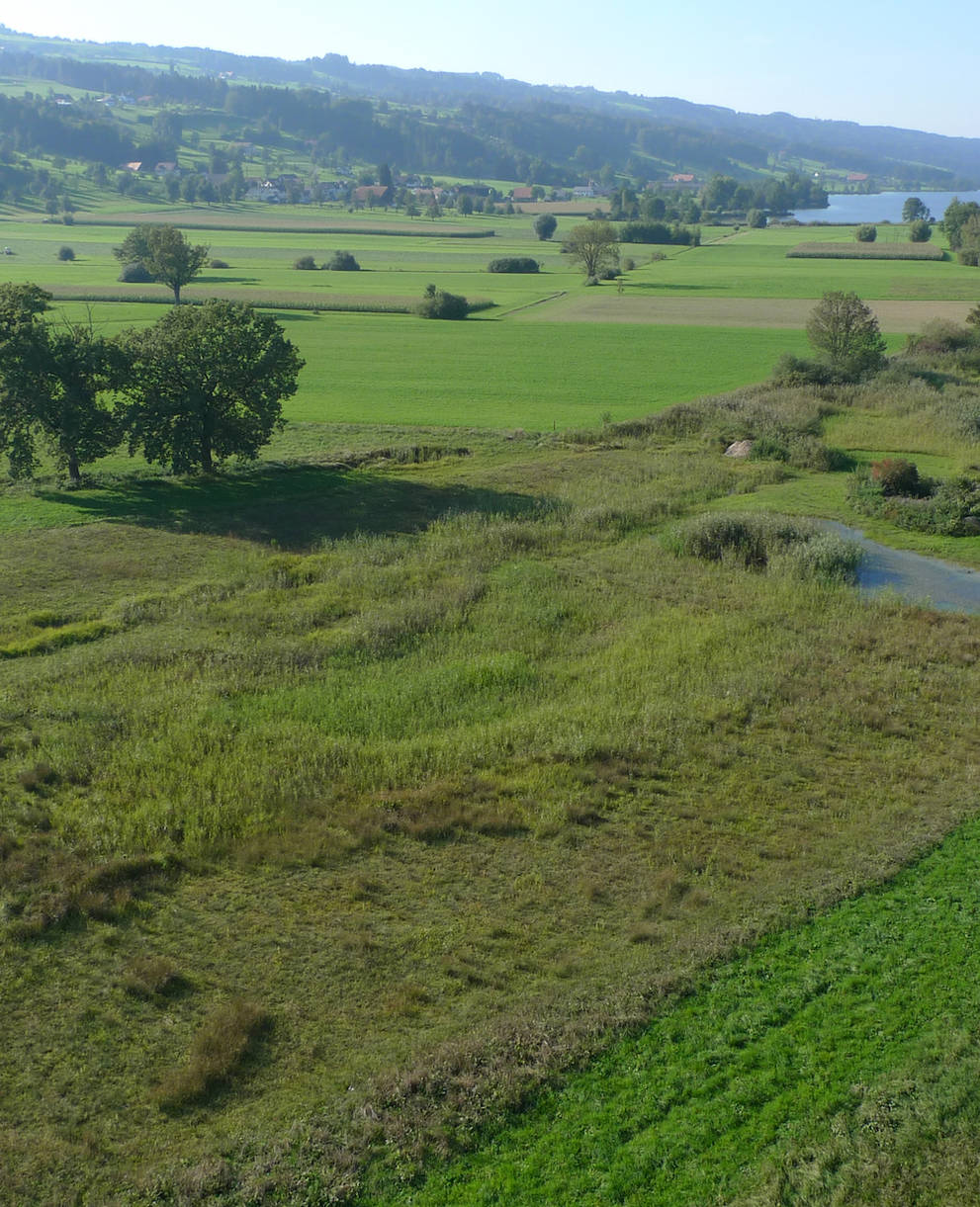 Ronfeld - Foto: Niklaus Troxler