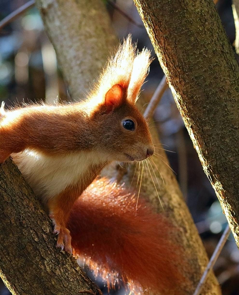 Eichhörnchen - Foto: Marcus Bohler/wildenachbarn.ch