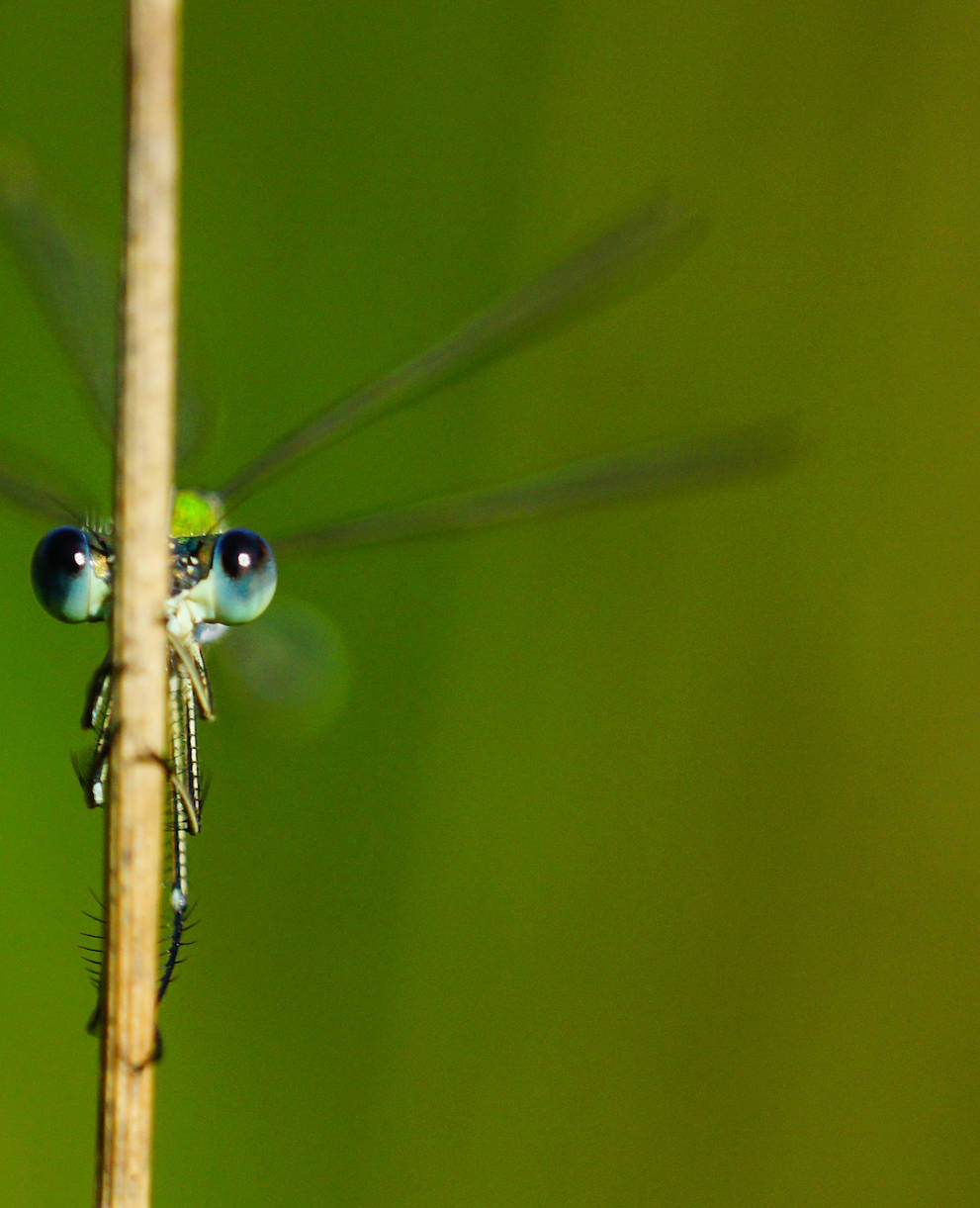 Kleine Binsenjungfer - Foto: Samuel Ehrenbold