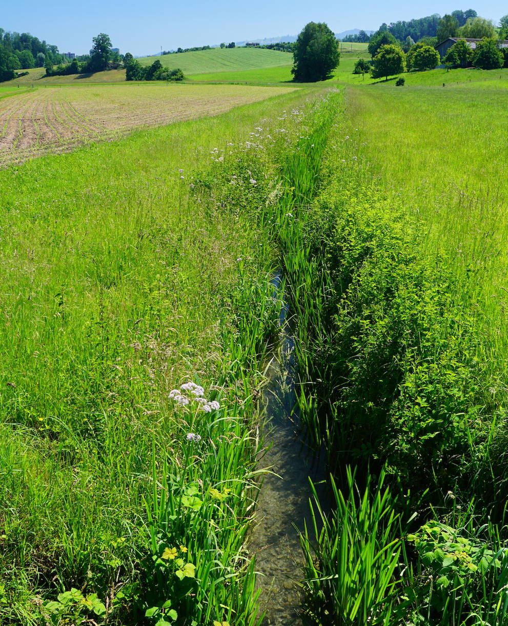 Lebensraum Helmazurjungfer - Foto: Samuel Ehrenbold