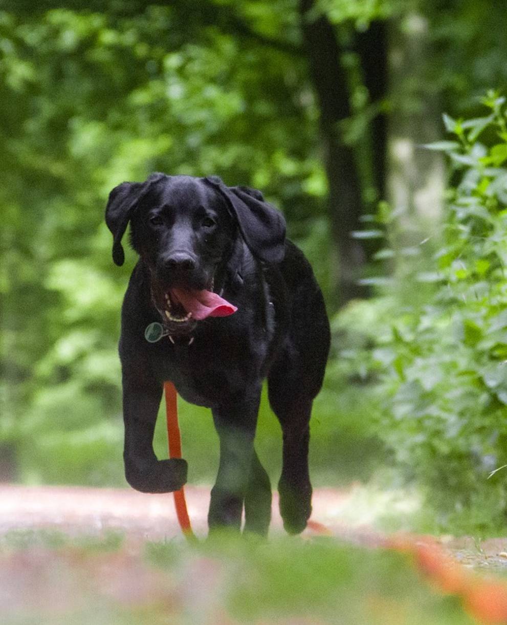Hund an der Leine - Foto: pixabay