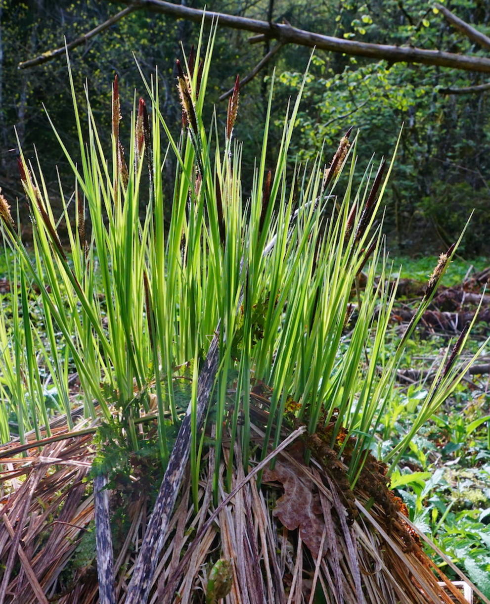 Bannwald - Foto: Samuel Ehrenbold