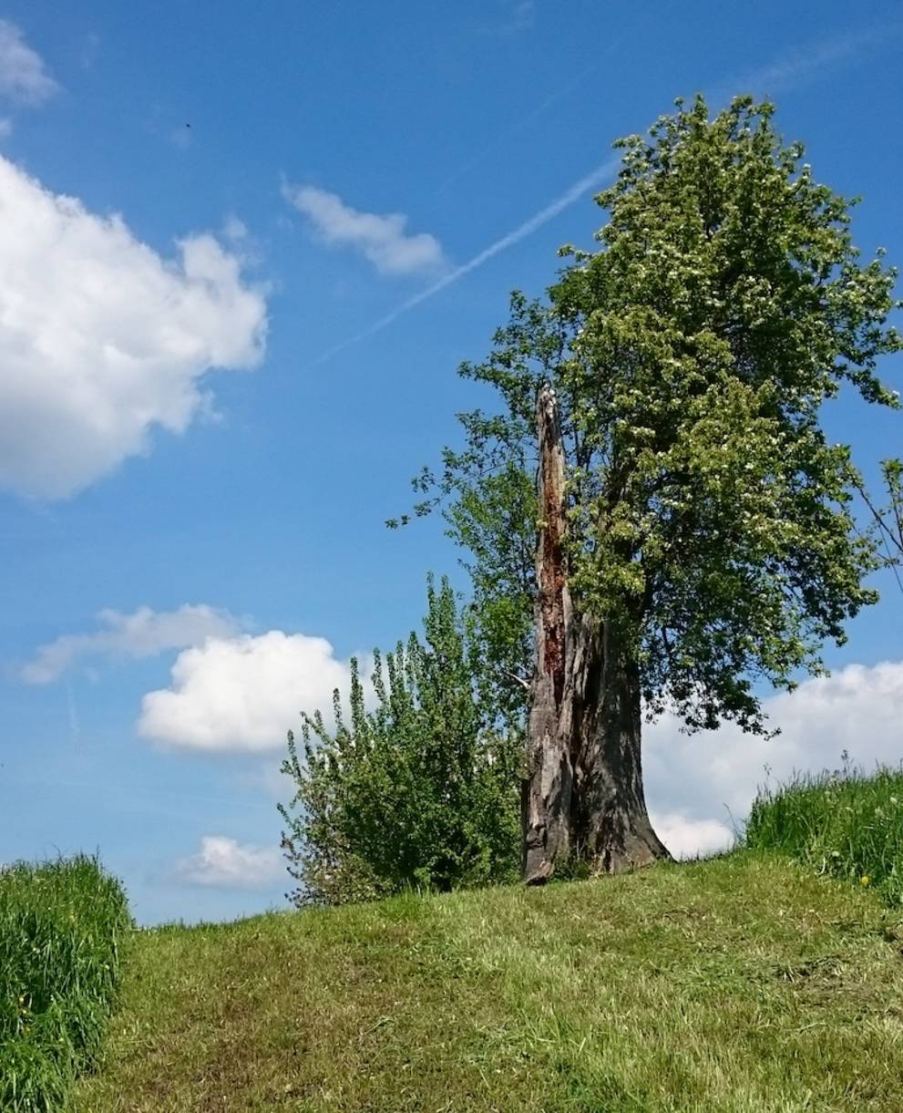 Baumpflanzungen - heute schon für morgen pflanzen