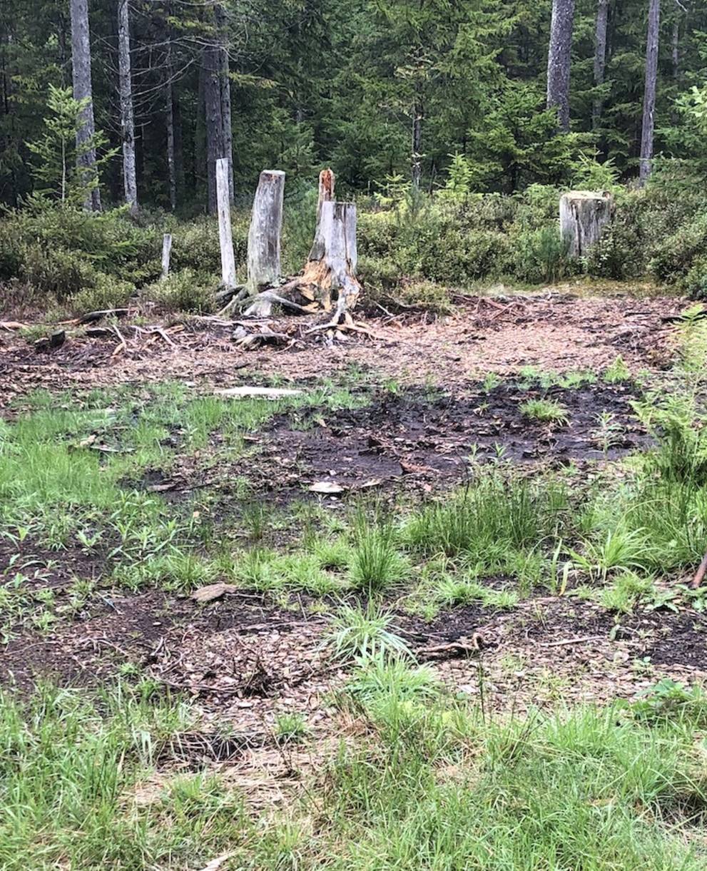 Foremoos Krienseregg - Foto: Pro Natura Luzern