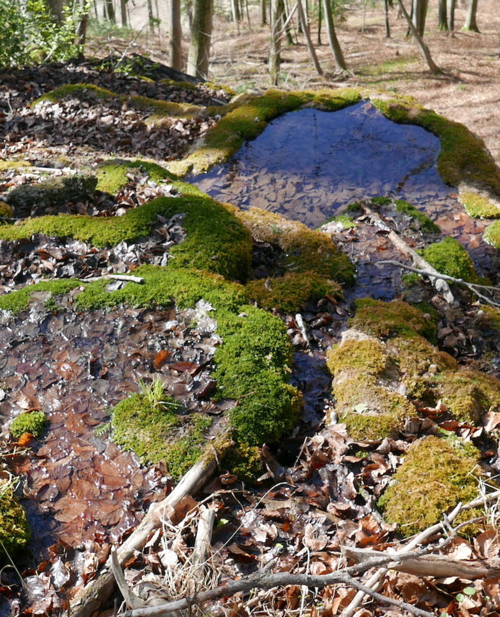 Quelle im Gitzitobel - Foto: Pro Natura Luzern