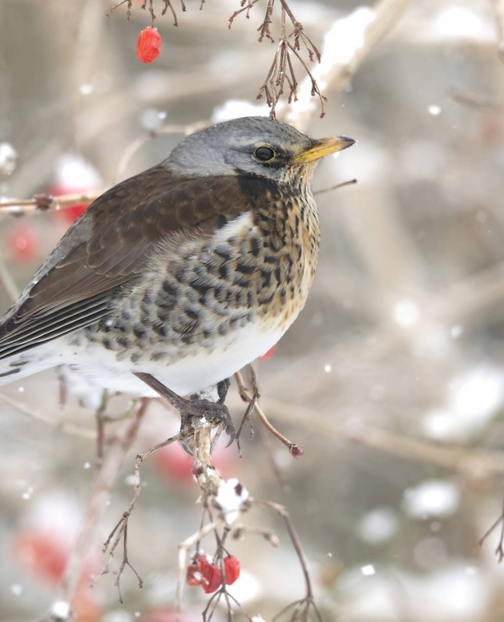 Wacholderdrossel. Foto: Roman Bühler