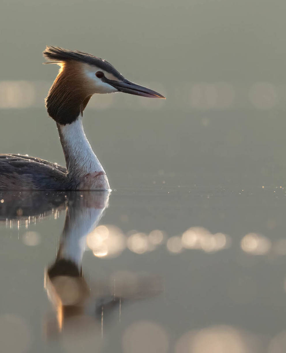 Haubentaucher auf dem Baldeggersee. Foto: Christian Lötscher