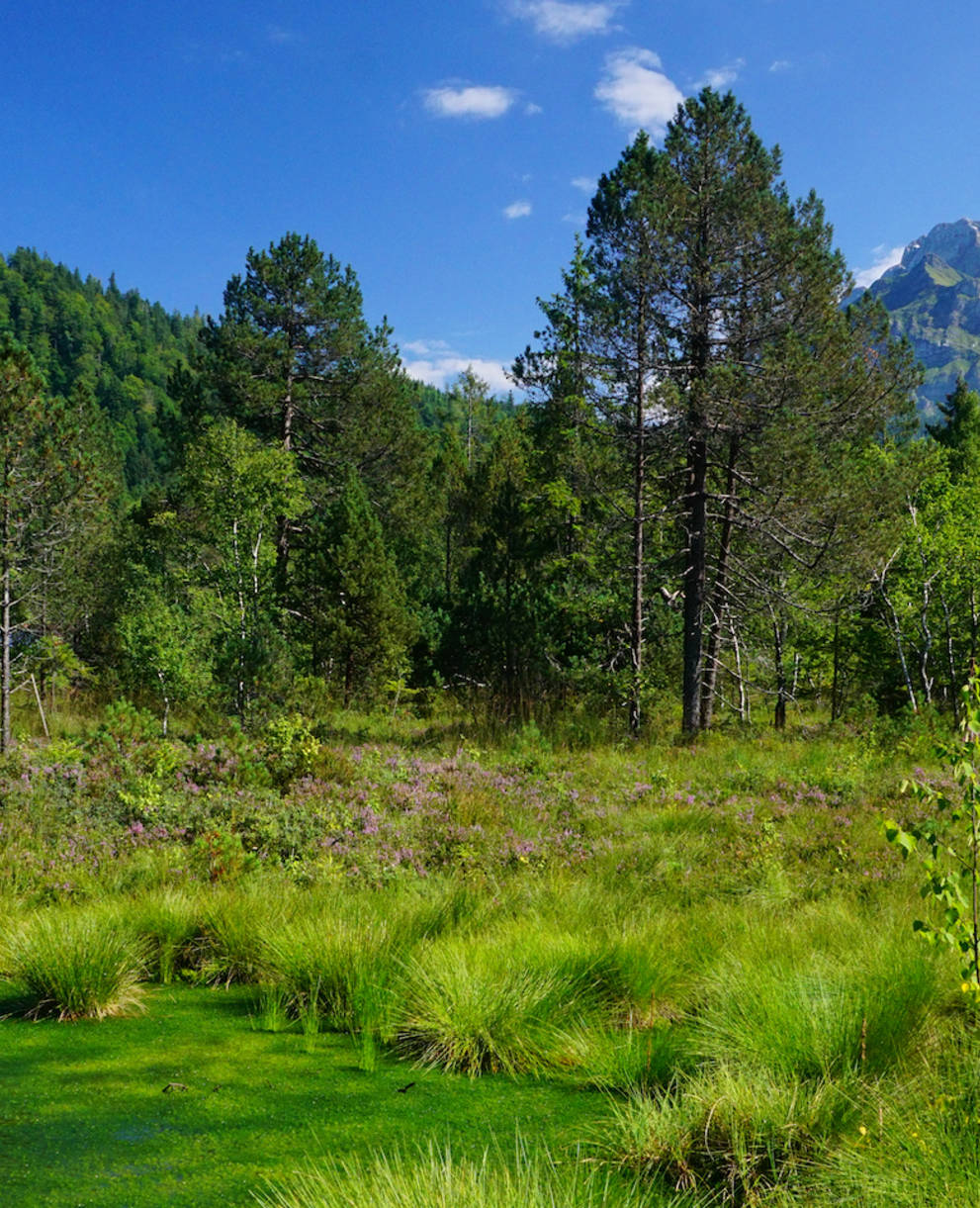 Foremoos Eigenthal. Foto: Samuel Ehrenbold