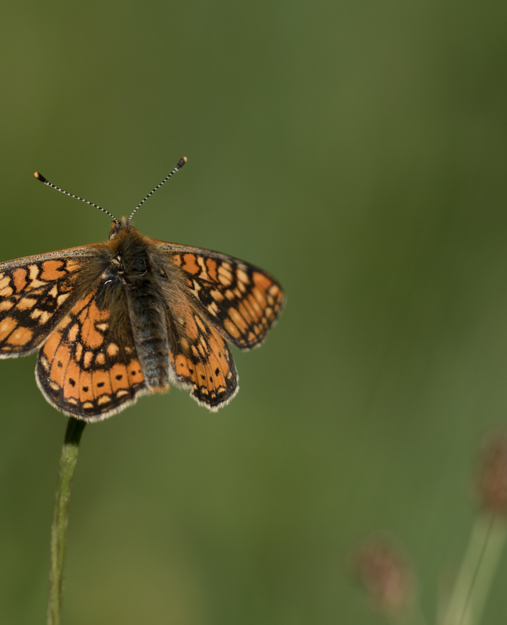 Goldscheckenfalter. Foto: Samuel Ehrenbold