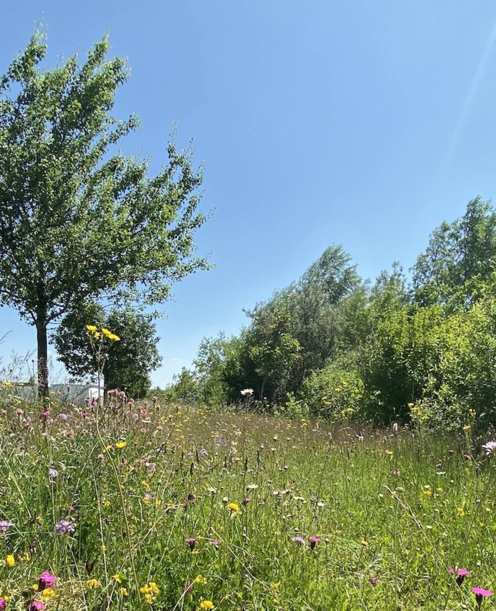 Hochstammobstbäume und bunte Blumenwiese. Foto: Roger Hodel