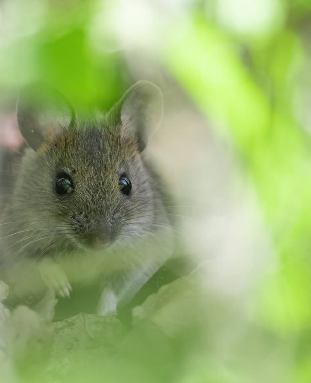 Maus. Foto: Roman Bühler