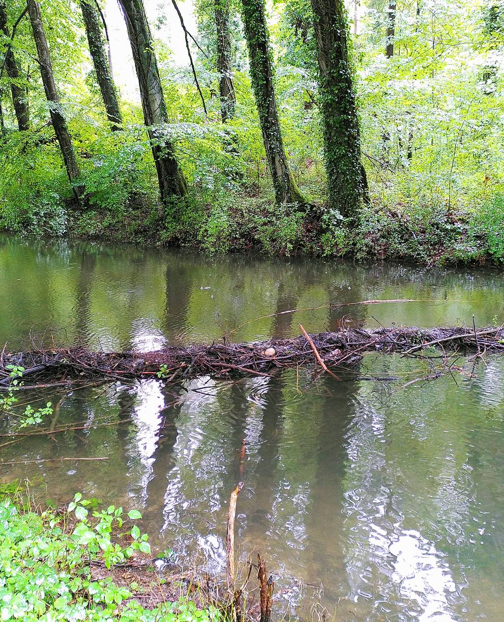 Biberdamm bei Buchrain